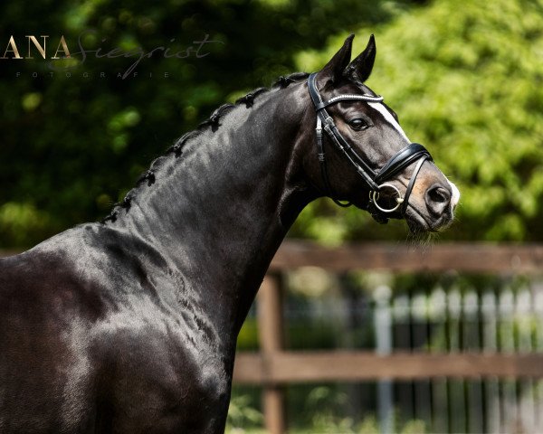 Zuchtstute Shakira Lou (Westfale, 2008, von Sir Donnerhall I)