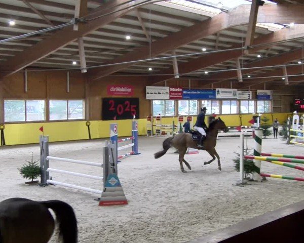 Reitturnier Dielsdorf 2025