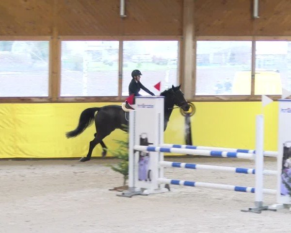 Reitturnier Dielsdorf 2025