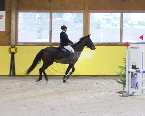 Reitturnier Dielsdorf 2025