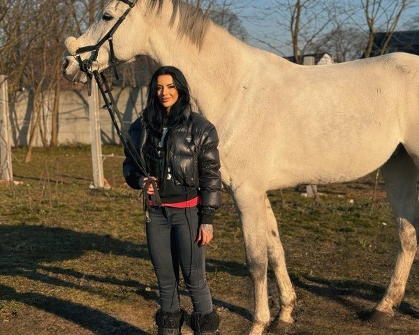 Springpferd Carlimo 3 (Holsteiner, 2014, von Clarimo Ask)