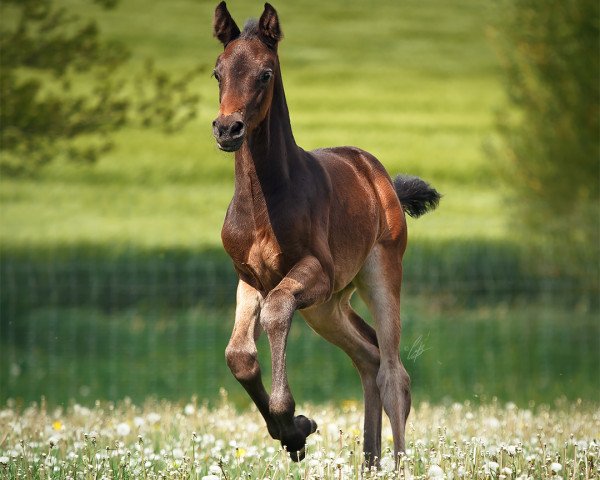 horse Rubina (Westphalian, 2021, from Rockabye S)