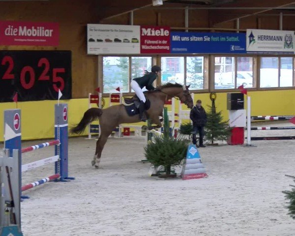 Reitturnier Dielsdorf 2025