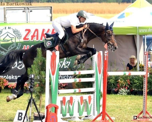 Pferd Vice vandamme (Polnisches edles Halbblut, 2007, von Vandamme)