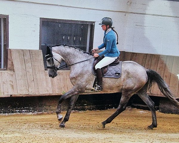Springpferd Chi-Ka (Westfale, 2016, von Chiwago 5)