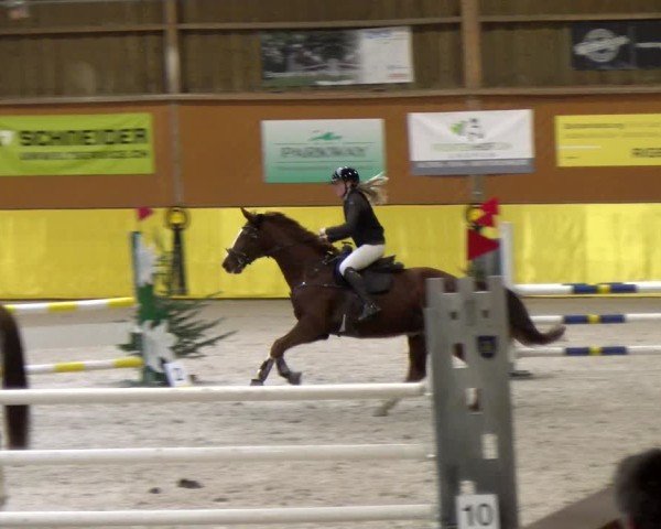 Reitturnier Dielsdorf 2025
