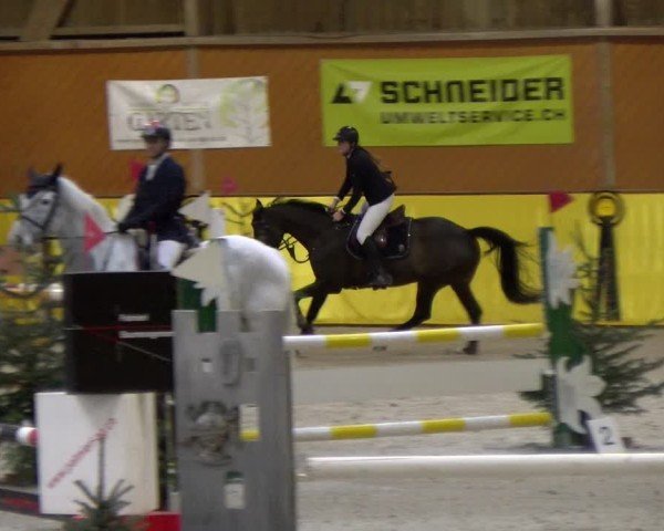 Reitturnier Dielsdorf 2025