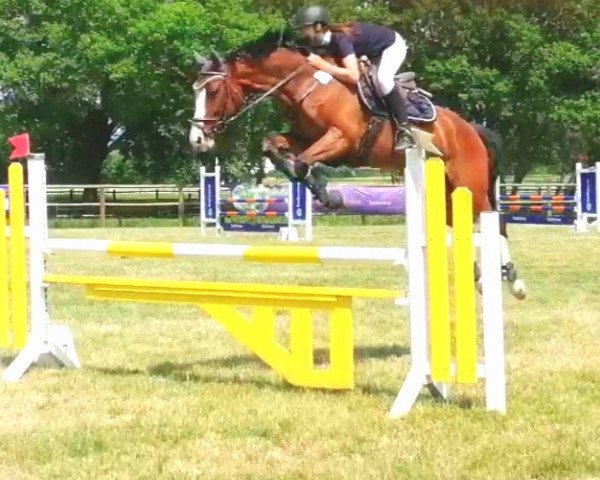 Springpferd Ciacomo´s Queen (Württemberger, 2012, von Ciacomo)