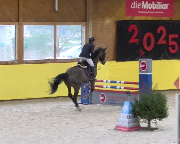 Reitturnier Dielsdorf 2025