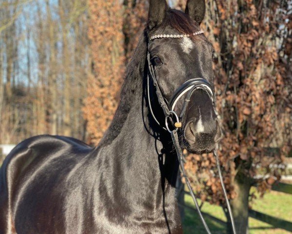 horse Dark Rose JP (Hanoverian, 2021, from DeLorean)