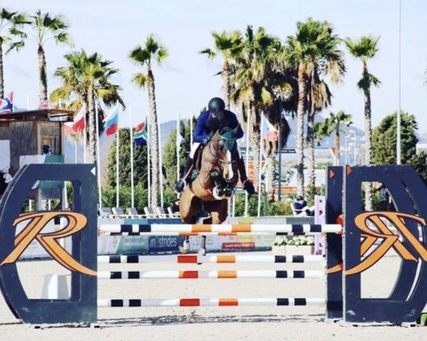 jumper Blikfaxi (Swedish Warmblood, 2015, from Conthinder)