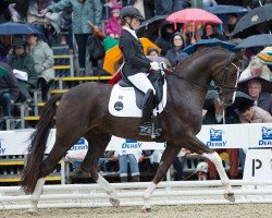 dressage horse Blickfang Hc (Hanoverian, 2011, from Belissimo NRW)