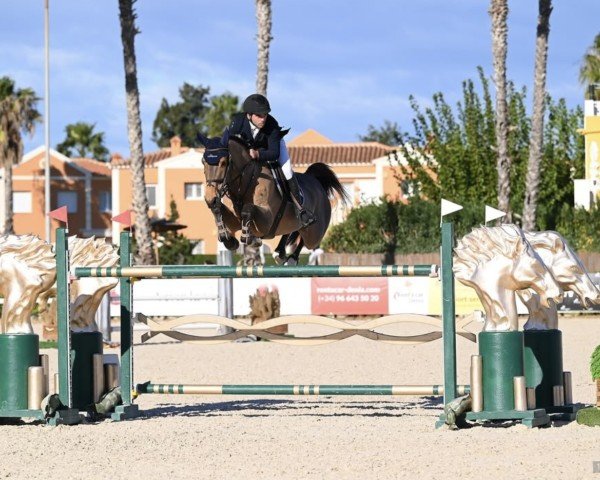 jumper Input-K van 't Kattenheye Z (Zangersheide riding horse, 2015, from Indoktro K van't Kattenheye)