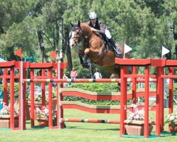 horse Nico H (KWPN (Royal Dutch Sporthorse), 1995, from Holland)