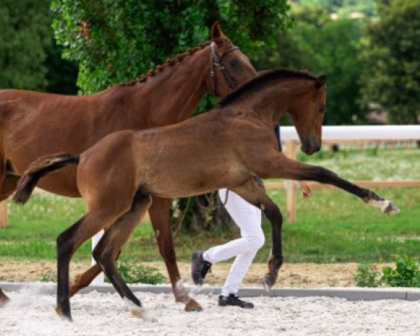 stallion Comme des Garçons SA Z (Zangersheide riding horse, 2021, from Cornet Obolensky)