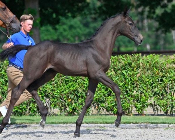 Pferd Cosmo van de Broekkant Z (Zangersheide Reitpferd, 2021, von Canturano I)