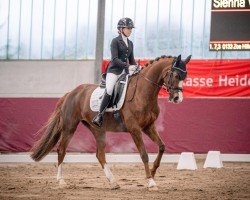 dressage horse Peu ß peu 3 (German Sport Horse, 2014, from Royal Blend)