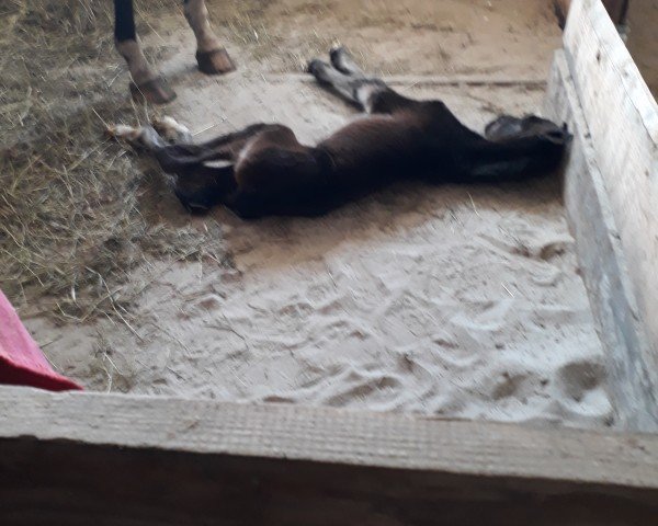 foal by Stute von Hotim (Russian Trakehner, 2024, from Hotim)