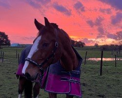 broodmare Wolke (German Riding Pony, 2006, from Lentigo)