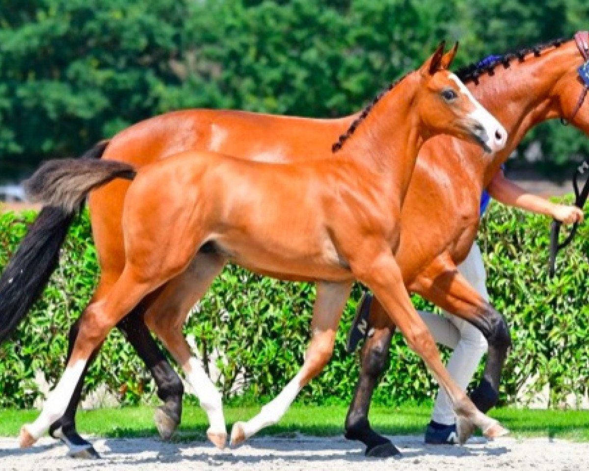 Deckhengst Adonix TS Z (Zangersheide Reitpferd, 2021, von Aganix du Seigneur)