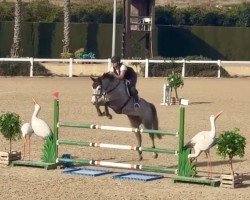 jumper Cosacara Mia (Westphalian, 2018, from Cornet Obolensky)