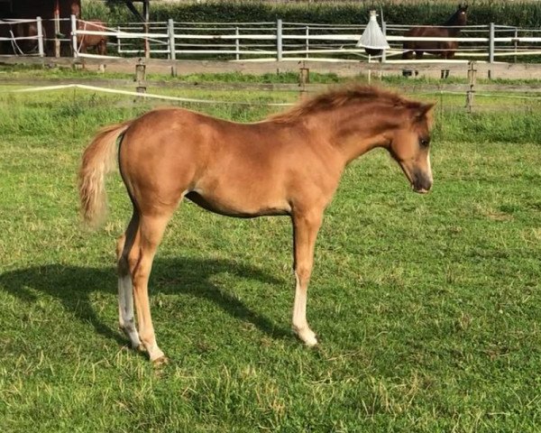 broodmare Nina (German Riding Pony, 2021, from Neverland WE)
