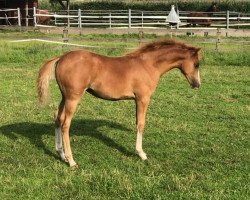 broodmare Nina (German Riding Pony, 2021, from Neverland WE)
