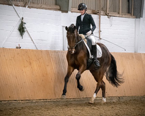 dressage horse Bohemian VIP (Westphalian, 2019, from By your Side 3)