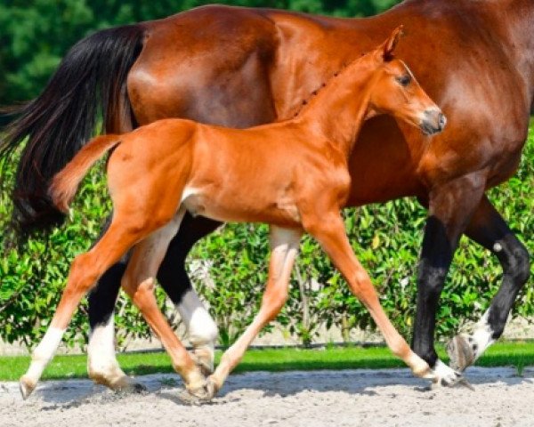 Pferd Crown Prince v/d Braembeier Z (Zangersheide Reitpferd, 2021, von Chacco-Blue)