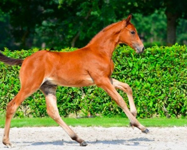 horse Cato de Jolie Z (Zangersheide riding horse, 2021, from Catoki)