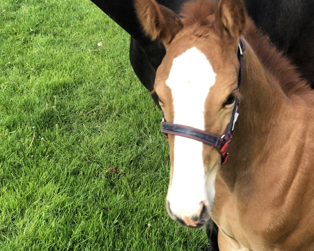 horse Peppa Woods vMH (Oldenburg show jumper, 2021, from Tangelo van de Zuuthoeve)