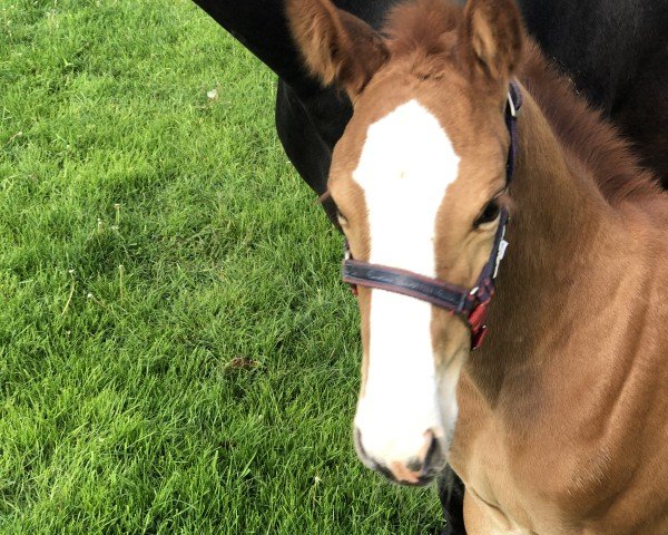horse Peppa Woods vMH (Oldenburg show jumper, 2021, from Tangelo van de Zuuthoeve)