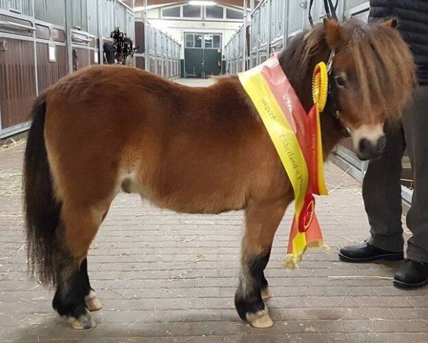 Deckhengst Krummhörn´s Goethe (Shetland Pony (unter 87 cm), 2017, von Gabbertje v.d. Beurshoeck)