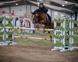 Springpferd Rob My Heart (Deutsches Reitpony, 2018, von Rob Roy van Het Klavertje)