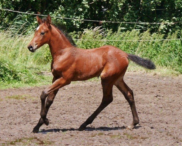 horse Toffee (German Warmblood, 2024, from Ragazy de La Serre)