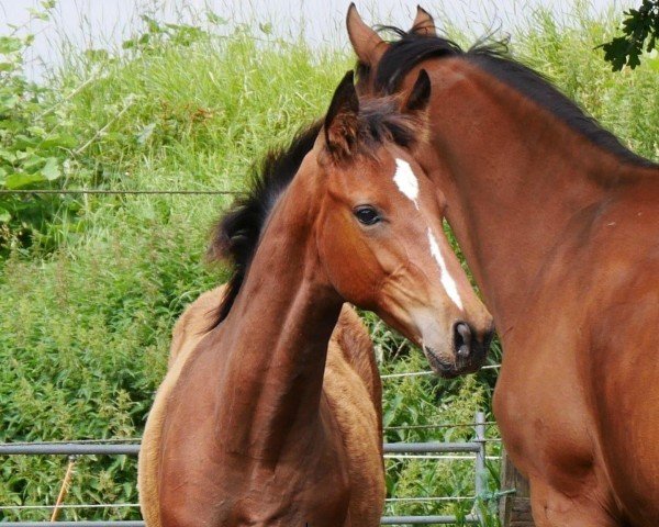 horse Royal de Soleil (German Warmblood, 2024, from Ragazy de La Serre)