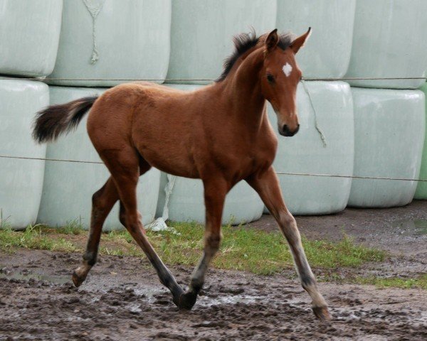 horse Lightning McQueen (German Warmblood, 2024, from Ragazy de La Serre)