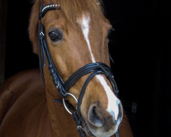 Dressurpferd Dr. EL (Deutsches Reitpony, 2012, von Friedrichshof Dr. No)