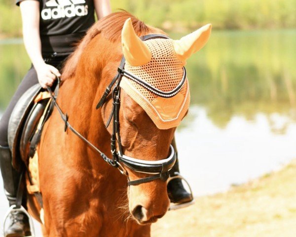 jumper Uron (KWPN (Royal Dutch Sporthorse), 2001, from Krack C)