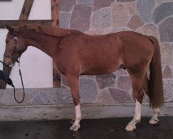 horse Valito (Zweibrücken, 2017, from Vancouver d'Auvray)