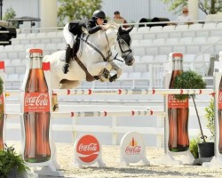 jumper Crusade (American Warmblood, 2012, from Cisco)