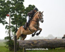 broodmare Lexington (Edelbluthaflinger, 2009)