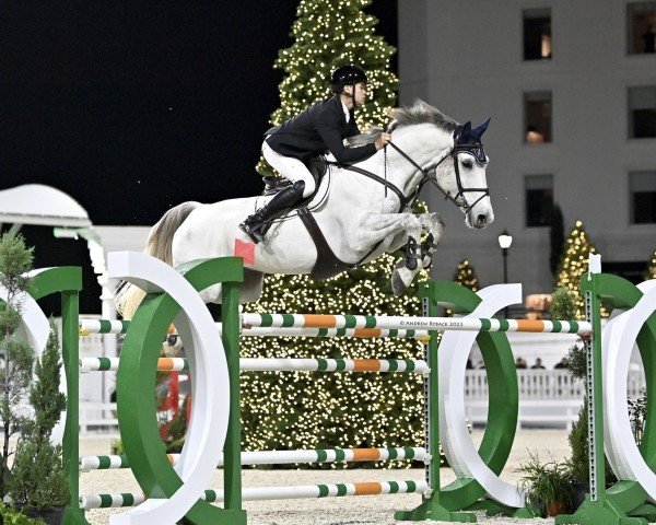 horse Zechariah (KWPN (Royal Dutch Sporthorse), 2014, from Zirocco Blue)