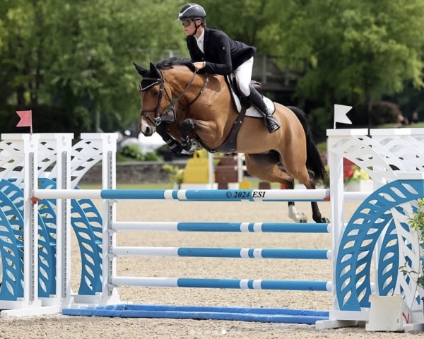 Springpferd Conny 424 (Holsteiner, 2017, von Colore)
