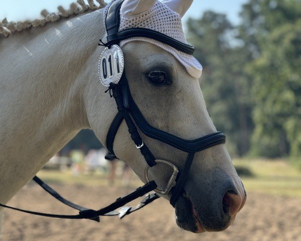 horse Little Silver (German Riding Pony, 2010, from Little Big Man)