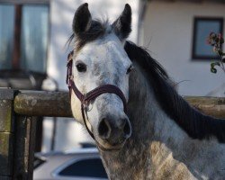 jumper Cornet's Casallina (Holsteiner, 2019, from Cornet Obolensky)
