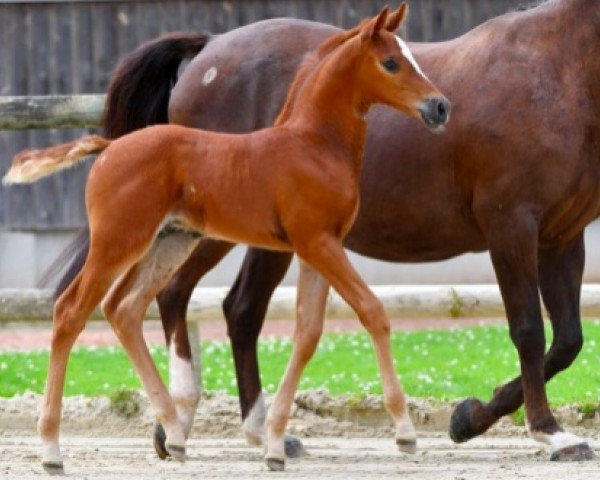 stallion Palerme Concept Z (Zangersheide riding horse, 2021, from Pegase van 't Ruytershof)