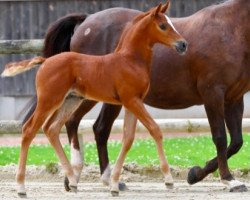 stallion Palerme Concept Z (Zangersheide riding horse, 2021, from Pegase van 't Ruytershof)
