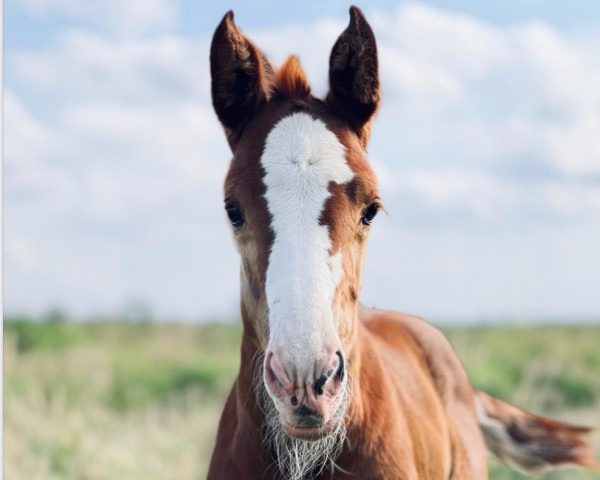 horse Eloise CE (Westphalian, 2024, from Esmeraldo FM)