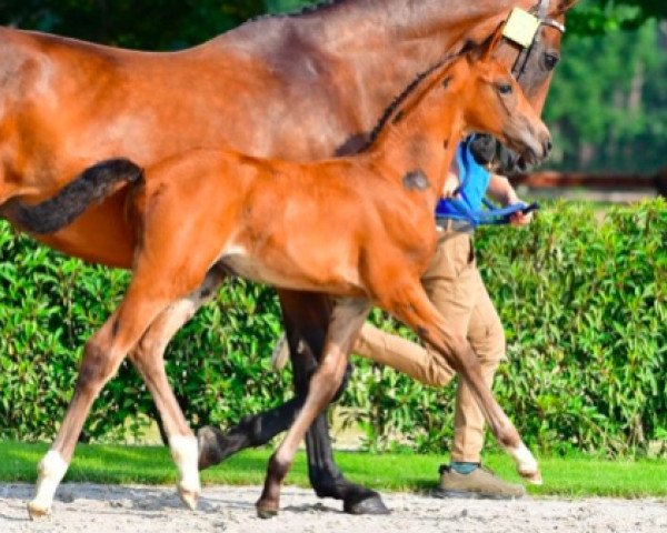 Pferd Camille VM Z (Zangersheide Reitpferd, 2021, von Comilfo Plus Z)